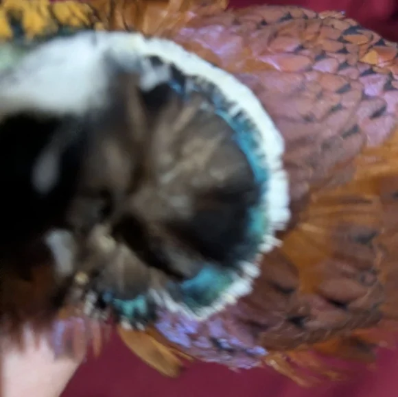 Colorful Taxidermy Pheasant With Tail Wall Mount Flat Display - Picture 8 of 8